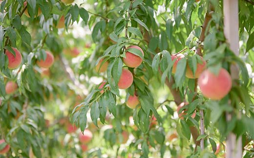 【ご家庭用】令和8年産 先行受付 農家直送「白桃」約3kg(6～11玉) 品種おまかせ 山形県 中山町 F4A-0471