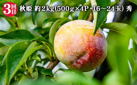 【2025年 先行予約】3回定期便 すもも らぶ便 果物 くだもの 山形県 中山町 F4A-0484