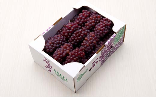 ≪2026年先行予約≫山形県産 デラウェア 1.8kg(9～16房) 秀品 2026年8月上旬から順次発送 種無し 食べやすい ぶどう ブドウ 葡萄 くだもの 果物 フルーツ 夏果実 数量限定 F4A-0529