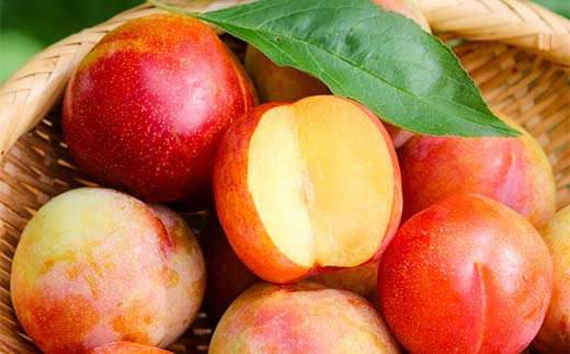 山形県産 秋姫約1.2kg 7～13玉 秀 桃 もも フルーツ すもも スモモ 山形県産 F4A-0918