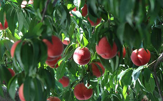 山形県産 完熟白桃おどろき 約3kg 秀 桃 もも フルーツ果物 くだもの 山形県 中山町 F4A-0921