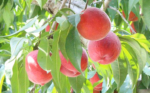 山形県産 希少黄桃ワッサー 約2kg 5～9玉 秀 桃 もも フルーツ 黄色 F4A-0922