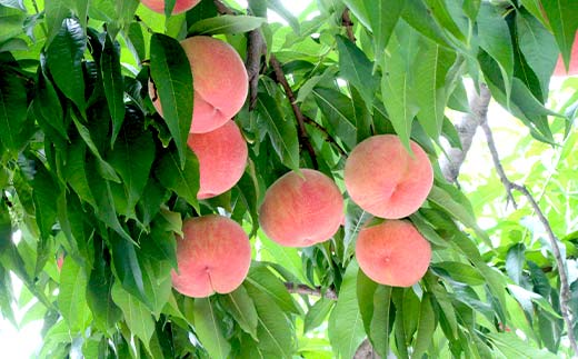 山形県産 訳あり白桃 約2.8kg 8～13玉 桃 もも フルーツ 家庭用 F4A-0924