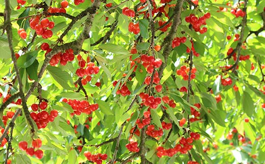 【先行受付】山形県産 さくらんぼ約180g×2P 品種おまかせ M以上 果物 くだもの フルーツ 夏果物 サクランボ F4A-0926