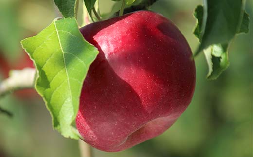 《2026年発送先行予約》紅玉約2.8kg 7～14玉 秀 紅玉 林檎 リンゴ 果物 くだもの フルーツ 山形県産 F4A-0942