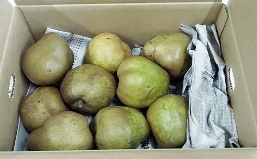 【令和8年産先行受付】山形県産高糖度「ラ・フランス」5kg 家庭用(訳あり) 玉数おまかせ らふらんす 果物 くだもの フルーツ 中山町 訳あり 自宅用 F4A-0953