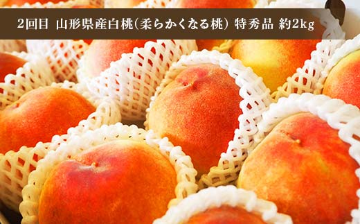 令和8年6月発送開始 山形県 厳選のフルーツ！ 山形県旬のフルーツ定期便Ｂ全3回 佐藤錦 白桃 ラフランス 期間限定 数量限定 山形県産 サクランボ 桃 梨 フルーツ 果物 くだもの 贈答 F4A-0969
