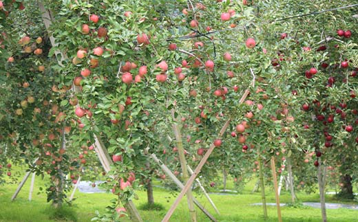 《2026年発送先行予約》山形県産 葉取らず完熟サンふじりんご 秀 約3kg 林檎 リンゴ フルーツ 果物 くだもの 山形県 中山町 F4A-1008