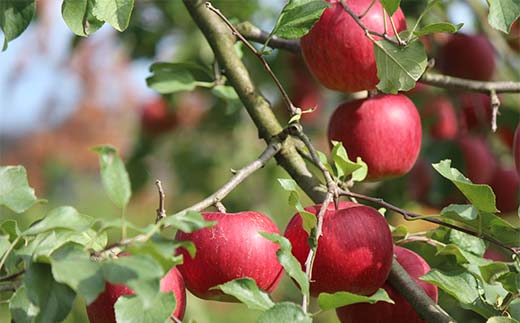 《2026年発送先行予約》山形県産りんご シナノスイート 約2kg 5～8玉 林檎 リンゴ 果物 くだもの フルーツ 山形県産 F4A-1014