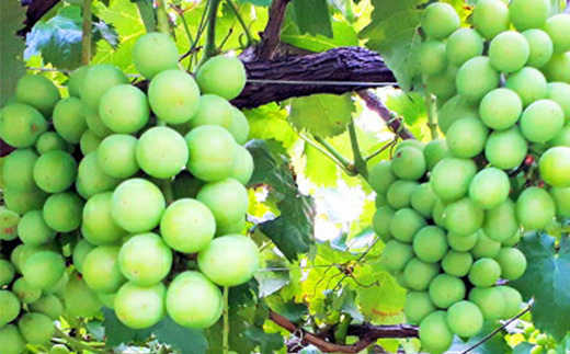 【2026年先行予約】山形県中山町産シャインマスカット 秀品 約1.2kg～約1.3kg(2房) 期間限定 数量限定 山形県産 フルーツ 高級 贅沢 ぶどう ブドウ 葡萄 F4A-0103