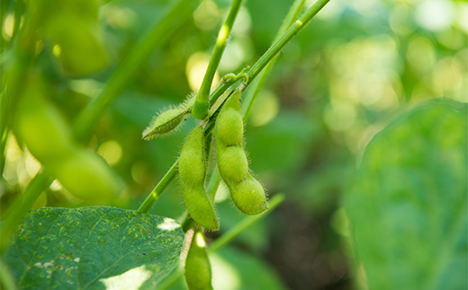 《2025年 先行予約》山形県中山町産 朝採り枝豆 定期便2回 山形県産 おつまみ 朝どれ 新鮮 連続 F4A-0307