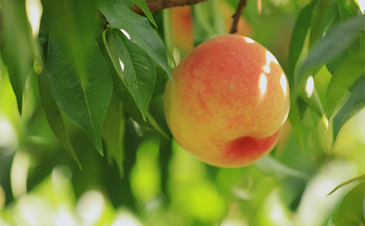 《2026年度先行予約》山形県産 白桃（品種・玉数おまかせ7～12玉） 約3kg 果物 くだもの フルーツ 桃 もも モモ 山形県 中山町 F4A-0977