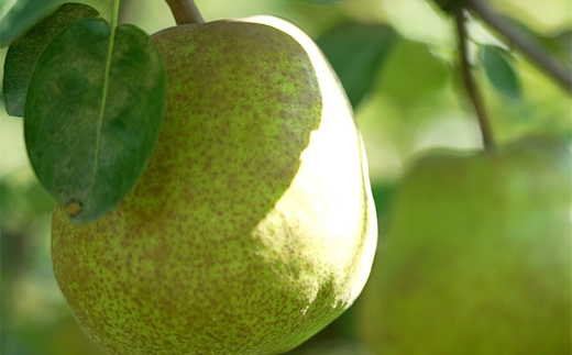 《2026年度先行予約》山形県産 ラ・フランス 秀品 約3kg（8～14玉） 果物 くだもの フルーツ 梨 ナシ ラフランス 洋梨 洋なし 洋ナシ 山形県 中山町 F4A-0354