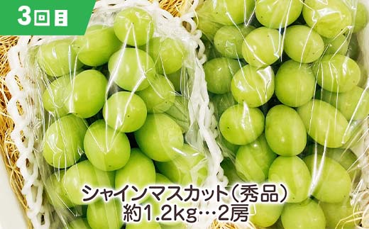 【2026年先行受付】《定期便3回》元気の郷 中山町フルーツ定期便 ～満足サイズ～ 佐藤錦 秋姫 シャインマスカット さくらんぼ サクランボ 葡萄 ぶどう ブドウ すもも スモモ 山形県産 フルーツ 果物 くだもの F4A-0392