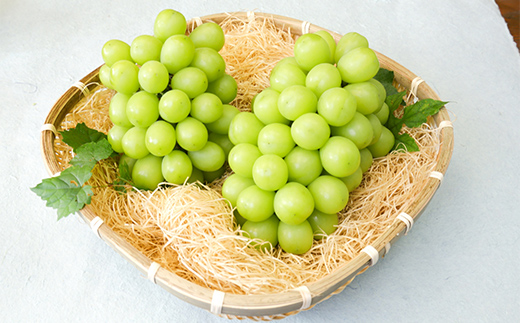 2026年先行予約 【定期便 3回】葡萄だらけの定期便 デラウェア スチューベン シャインマスカット ぶどう 葡萄 果物 フルーツ 山形県 中山町 F4A-0445