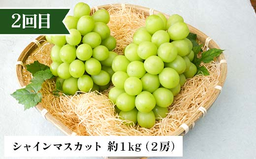 2026年先行予約 【定期便 3回】秋からの人気フルーツ定期便(1) 白桃 シャインマスカット ぶどう 葡萄 ラ・フランス 梨 洋梨 果物 フルーツ 山形県 中山町 F4A-0447