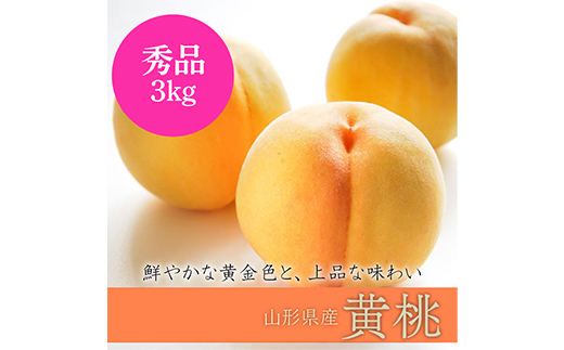 【2026年先行予約】山形県中山町産黄桃 品種おまかせ（黄金桃、スイート光黄、黄ららの極み、黄貴妃 他）秀品 3kg 期間限定 数量限定 山形県産 もも モモ フルーツ 果物 F4A-0045