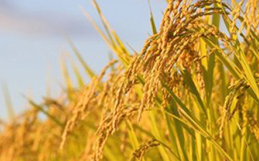 【2024年度】中山町のお米の詰合せ2種セット 数量限定 F4A-0050