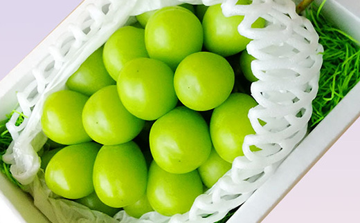 【2026年先行予約】山形県中山町産特大大粒シャインマスカット 約700g～約800g(1房) 期間限定 数量限定 山形県産 フルーツ 高級 贅沢 ぶどう ブドウ 葡萄 F4A-0105