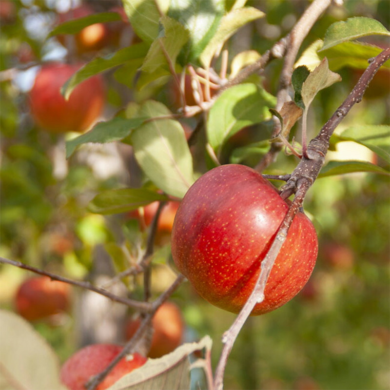 《令和8年産先行受付》山形県中山町産蜜入りんご高徳・こうとく【秀品】約5kg リンゴ 林檎 山形県産 フルーツ 果物 くだもの F4A-0316