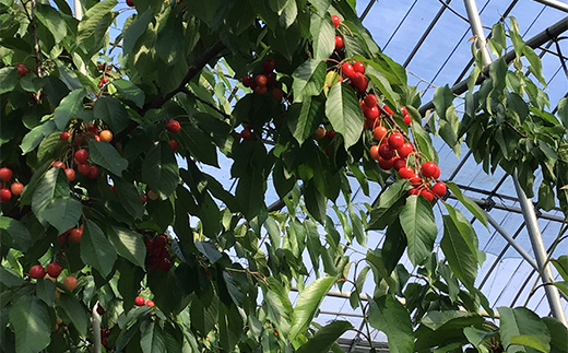 【2026年産先行受付】山形県産 温室加温栽培さくらんぼ＜やまがた紅王＞ 特秀品厳選24粒 2L/3Lサイズ混合 サクランボ 果物 くだもの フルーツ 季節限定 F4A-0377