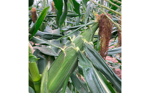 《2026年 先行予約》 山形県 中山町産 とうもろこし（スイートコーン） 約4kg（9～12本） 【青柳農園】 トウモロコシ 野菜 やさい F4A-0408