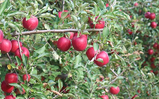 《2026年発送先行予約》紅玉 約1.8kg 秀 紅玉 林檎 リンゴ 果物 くだもの フルーツ 山形県産 F4A-1006