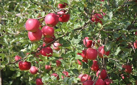 《2026年発送先行予約》山形県産りんご シナノスイート 約2kg 5～8玉 林檎 リンゴ 果物 くだもの フルーツ 山形県産 F4A-1014