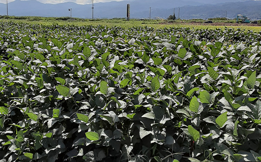 《2025年 先行予約》山形県中山町産 朝採り枝豆 定期便2回 山形県産 おつまみ 朝どれ 新鮮 連続 F4A-0307