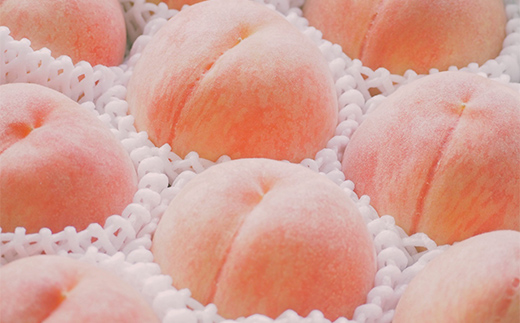 《2026年度先行予約》山形県産 白桃（品種・玉数おまかせ7～12玉） 約3kg 果物 くだもの フルーツ 桃 もも モモ 山形県 中山町 F4A-0977