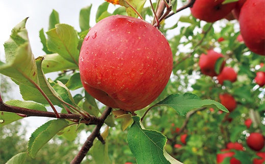 ≪2025年先行予約≫農家直送「サンふじ」食べ飲みづくし シェアセット 贈答用 ギフト ジュース りんご 小玉 F4A-0391