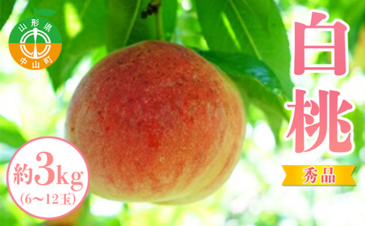 【2026年先行予約】山形県中山町産白桃 約3kg(6玉～12玉) 期間限定 数量限定 山形県産 フルーツ くだもの 果物 もも モモ F4A-0107