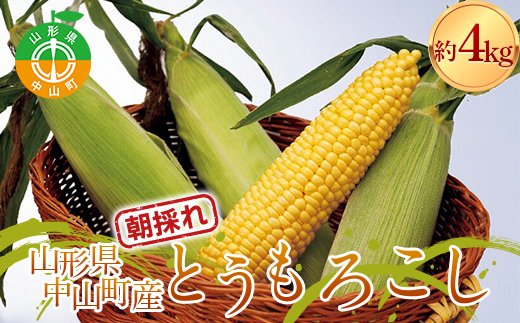 《2026年 先行予約》 山形県 中山町産 とうもろこし（スイートコーン） 約4kg（9～12本） 【青柳農園】 トウモロコシ 野菜 やさい F4A-0408