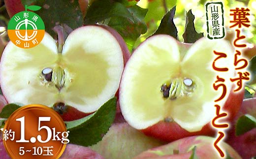 《2026年発送先行予約》山形県産りんご 葉とらずこうとく 約1.5kg 5～10玉 林檎 リンゴ 果物 くだもの フルーツ 山形県産 F4A-0915