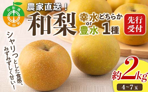 農家直送「和梨」約2kg 中山町 渡辺ファーム 山形県産 梨 なし ナシ 果物 くだもの フルーツ F4A-0954