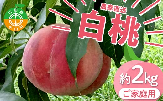 【ご家庭用】令和7年産 先行受付 農家直送「白桃」約2kg(4～7玉) 品種おまかせ 山形県 中山町 F4A-0955
