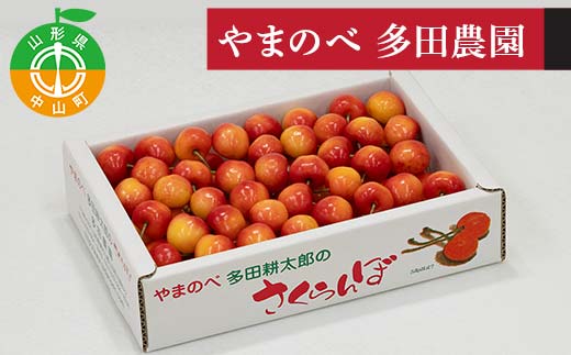 《先行予約》2026年 山形県産 レーニア バラ詰700g やまのべ多田耕太郎のさくらんぼ F4A-0998