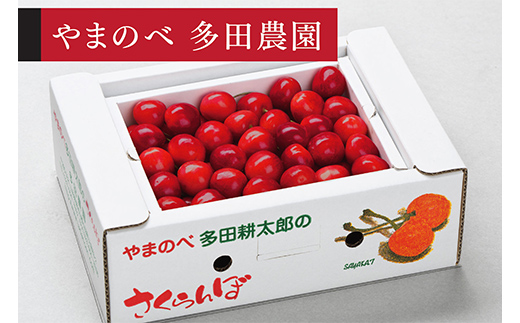 《2026年先行予約》【山形美人】 バラ詰 500g【やまのべ多田耕太郎のさくらんぼ 多田農園】期間限定 数量限定 山形県産 サクランボ フルーツ 果物 くだもの F4A-1003