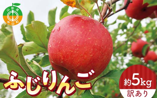 令和8年産 山形県産 サンふじりんご＜訳あり＞ 約5kg 13玉～25玉 数量限定 林檎 リンゴ フルーツ 果物 くだもの 家庭用 F4A-1004