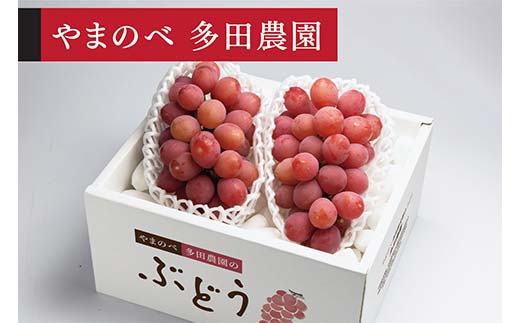 ≪2026年 先行予約≫クイーンニーナ2～3房入り（やまのべ多田農園のぶどう）山形県産 フルーツ 果物 くだもの 葡萄 ブドウ 贅沢 F4A-1010