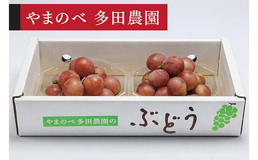 ≪2026年 先行予約≫クイーンニーナダイヤパック 250g×2パック（やまのべ多田農園のぶどう）山形県産 フルーツ 果物 くだもの 葡萄 ブドウ 贅沢 F4A-1011