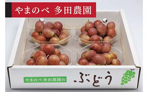≪2026年 先行予約≫クイーンニーナダイヤパック 250g×4パック（やまのべ多田農園のぶどう）山形県産 フルーツ 果物 くだもの 葡萄 ブドウ 贅沢 F4A-1012