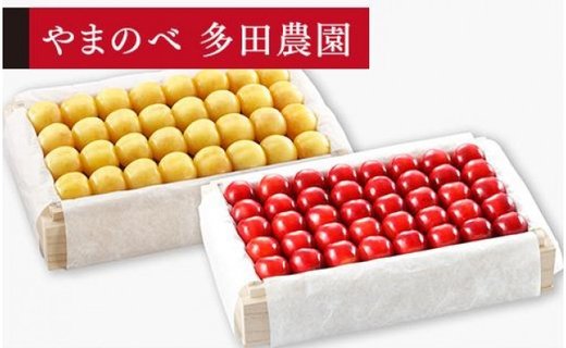 《2026年先行予約》【月山錦・紅秀峰】特選桐箱詰 約700g×2【やまのべ多田耕太郎のさくらんぼ 多田農園】期間限定 数量限定 F4A-0005
