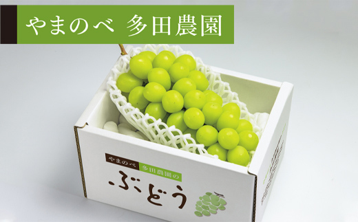 《先行予約》シャインマスカット 1房入り（やまのべ多田農園のぶどう） F4A-0337