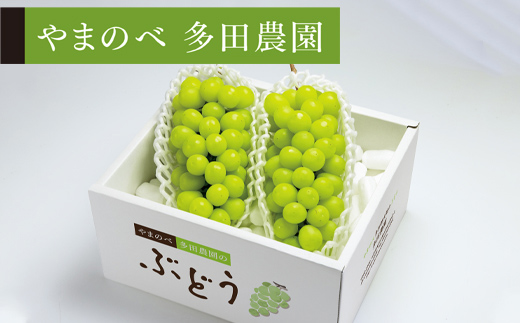 《先行予約》シャインマスカット 2～3房入り（やまのべ多田農園のぶどう） F4A-0338