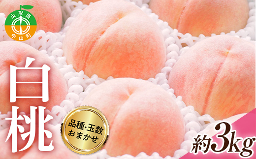 《2026年度先行予約》山形県産 白桃（品種・玉数おまかせ7～12玉） 約3kg 果物 くだもの フルーツ 桃 もも モモ 山形県 中山町 F4A-0977