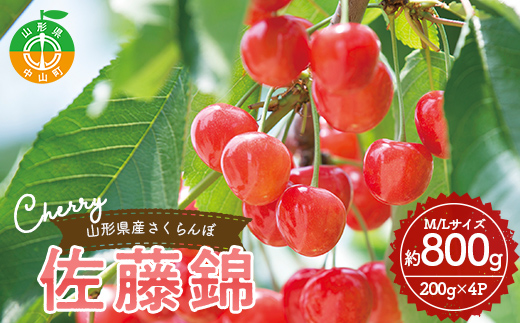 《2026年産先行予約》 山形県産さくらんぼ＜佐藤錦＞秀品 約800g （200g×4パック） M/Lサイズ混合 サクランボ フルーツ 果物 くだもの F4A-0372