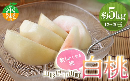 【2026年先行予約】山形県中山町産 白桃 秀品 5kg 品種おまかせ 軟らかくなる桃 12～20玉 もも モモ フルーツ 果物 くだもの 山形県産 F4A-0379