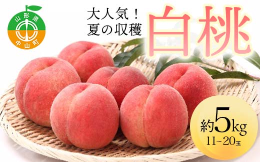 《2026年先行予約》山形県産 大人気！ 夏の収穫 白桃 約5kg（11～20玉） 桃 もも フルーツ くだもの 山形県 中山町 F4A-0425