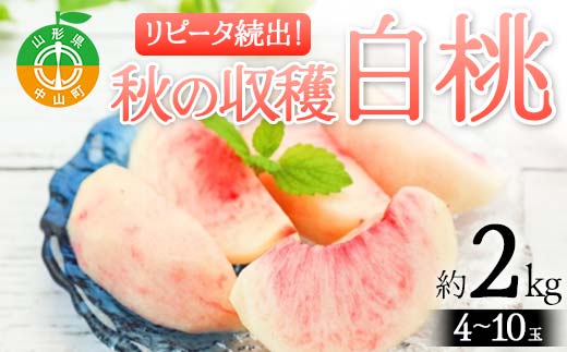 《2026年先行予約》山形県産 リピータ続出！秋の収穫 白桃 約2kg（4～10玉） 桃 もも フルーツ 果物 くだもの 山形県 中山町 F4A-0426